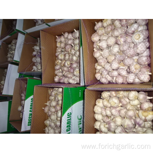 Normal White Garlic From Jinxiang 2019